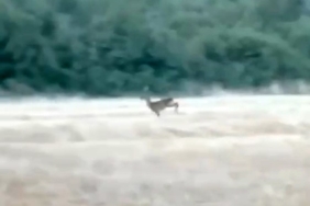 Çanakkale’de alevler arasından kaçan karaca cep telefonu kamerasına yansıdı