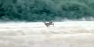 Çanakkale’de alevler arasından kaçan karaca cep telefonu kamerasına yansıdı