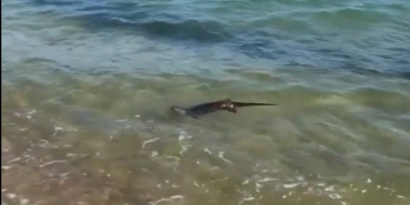 Su samurunun deniz keyfi, tatilciler tarafından görüntülendi