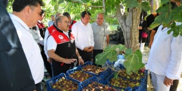 Coğrafi işaretli Havran siyah inciri hasadı başladı