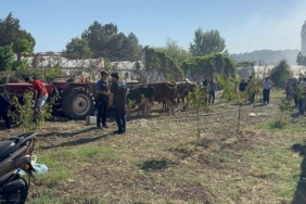 Yalova’da büyükbaş hayvanlar alevlerden son anda kurtarıldı