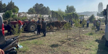 Yalova’da büyükbaş hayvanlar alevlerden son anda kurtarıldı