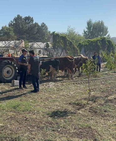 Yalova’da büyükbaş hayvanlar alevlerden son anda kurtarıldı