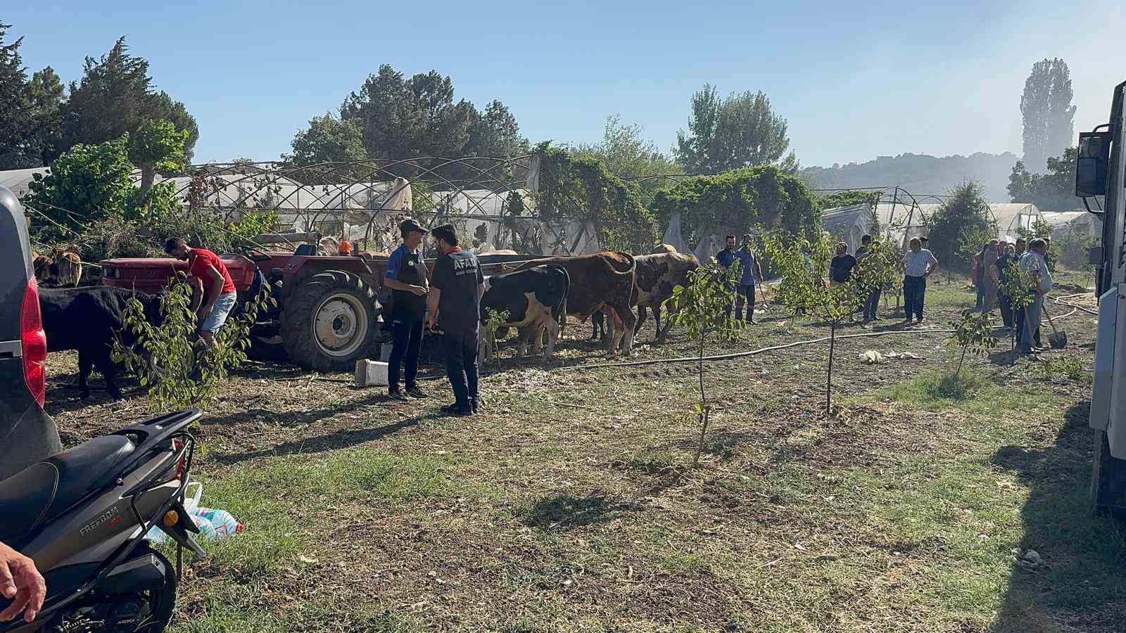 Yalova’da büyükbaş hayvanlar alevlerden son anda kurtarıldı