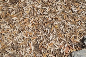 Kuraklık zeytin ağaçlarını verim ve kalitede vurdu