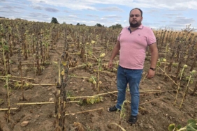 Kuraklığın üstüne bir darbe de domuzlardan: Ayçiçeği tarlaları tehdit altında