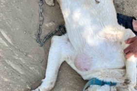 Göğsünde tümör bulunan köpek ameliyat edildi