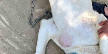 Göğsünde tümör bulunan köpek ameliyat edildi