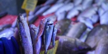 Balıkçılar sezona hamsi ve istavrit bolluğuyla girecek