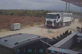 Oyun oynarken yola fırlayan iki köpek çöp kamyonunun altında kaldı