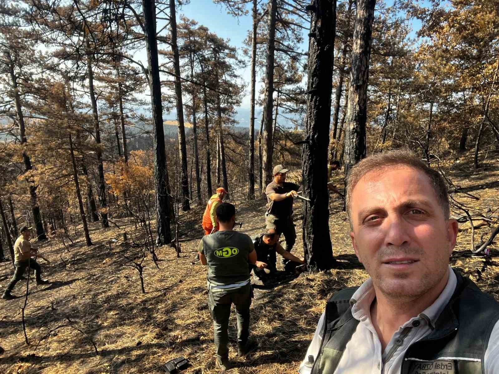 Sakarya’da yanan ormanlık alanlar tekrar haya dönüyor
