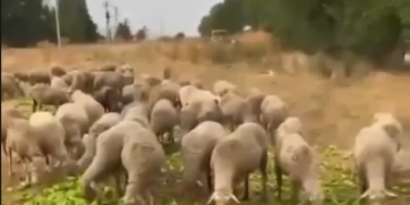 "Biberlerin para etmediği için hayvanlara yedirildiği" iddiasının gerçeği yansıtmadığı ortaya çıktı