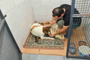 Dereye düşen köpek ve yavrularına Esenyurt Belediyesi sahip çıktı