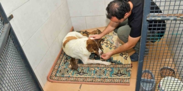 Dereye düşen köpek ve yavrularına Esenyurt Belediyesi sahip çıktı