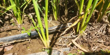 Çanakkale’de çeltikler 5 yıldır damla sulama yöntemiyle yetiştiriliyor