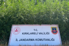 Kırklareli’nde 754 bin kök Hint keneviri ele geçirildi