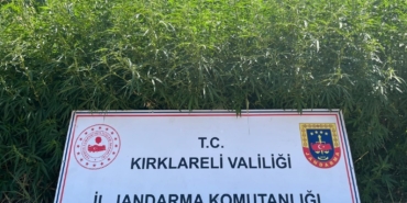Kırklareli’nde 754 bin kök Hint keneviri ele geçirildi