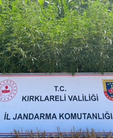 Kırklareli’nde 754 bin kök Hint keneviri ele geçirildi