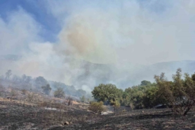 Kepsut’ta orman yangını