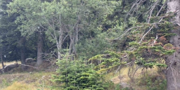 Uludağ 10 dakikalık yaz yağmuruyla serinledi