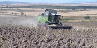 Manyas’ta ayçiçeği hasadı başladı