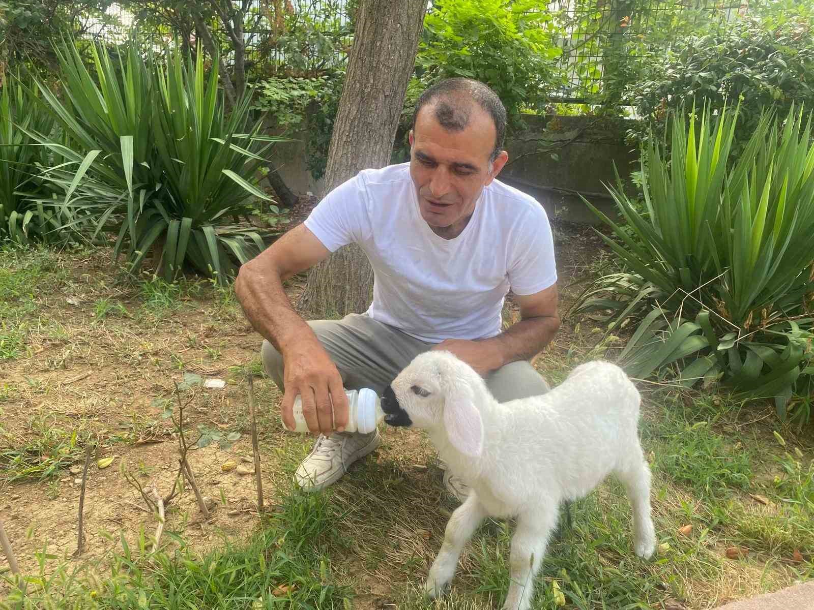 Annesiz kalan 12 günlük kuzuyu evinde evladı gibi büyütüyor