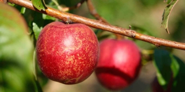 Şeftalinin 120 çeşidiyle ’koleksiyon bahçesi’ oluşturdular