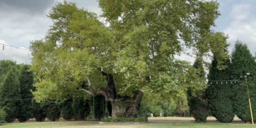 930 yıllık çınar asırlara meydan okuyor