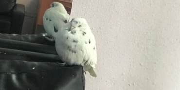 Çok sevdiğini güvercini kayboldu, her yerde onu arıyor