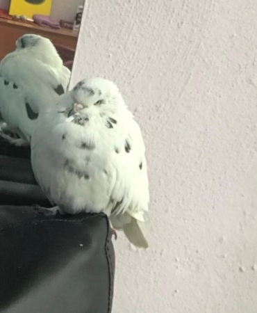 Çok sevdiğini güvercini kayboldu, her yerde onu arıyor