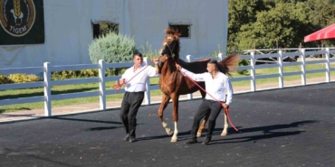 58 tay 25 milyon liraya satıldı