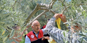 Feromon tuzaklarla zeytin sineğiyle mücadele başladı
