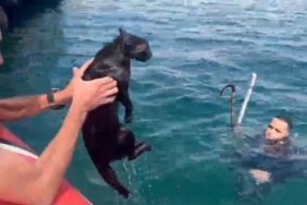 Feribot iskelesinde mahsur kalan kedinin yardımına Sahil Güvenlik koştu