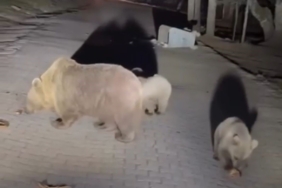 Uludağ’da ayıları görmek isteyen vatandaşlardan tehlikeli hareketler