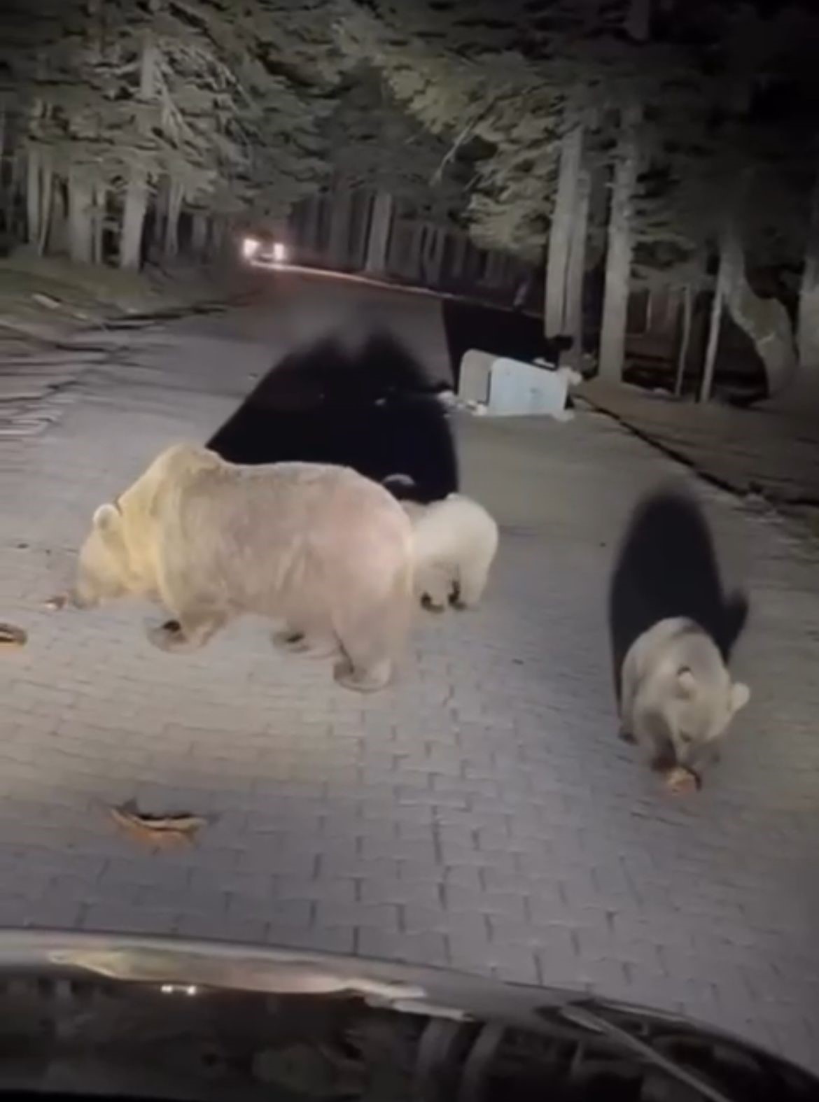 Uludağ’da ayıları görmek isteyen vatandaşlardan tehlikeli hareketler