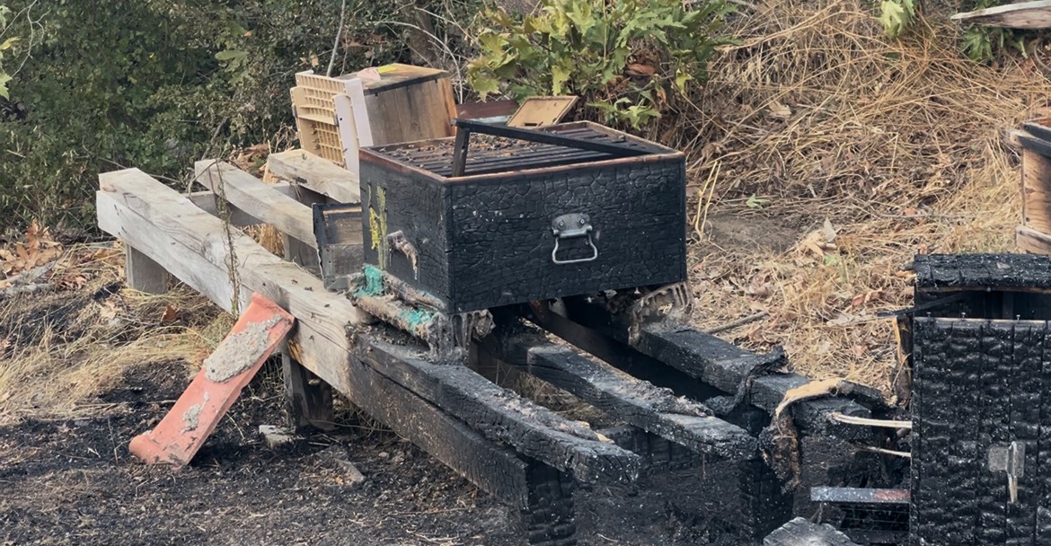 Çanakkale’deki orman yangınında arı kovanları alevlere teslim oldu