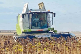 Kaymakam, üreticiyle ayçiçeği hasat etti