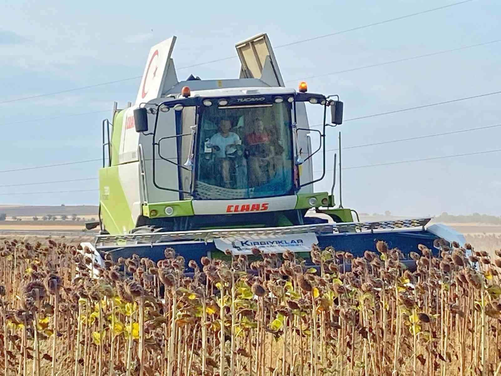 Kaymakam, üreticiyle ayçiçeği hasat etti