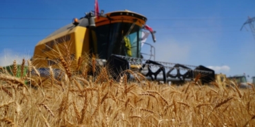 Ekonomik olmayan 5 binin üzerinde biçerdöver hasat yapıyor