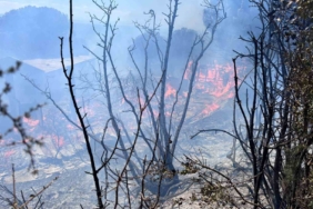 Erdek’te çıkan orman yangını kontrol altına alındı