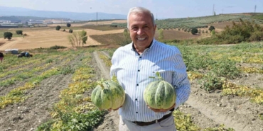 Bursa’nın ünlü Konaklı kavununda üretim iki kat arttı