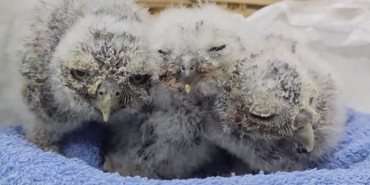 Çanakkale’de yuvalarını kaybeden yavru kukumavlar koruma altına alındı