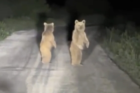 Kazdağları’nda otomobil gören yavru ayılar böyle kaçtılar
