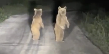 Kazdağları’nda otomobil gören yavru ayılar böyle kaçtılar