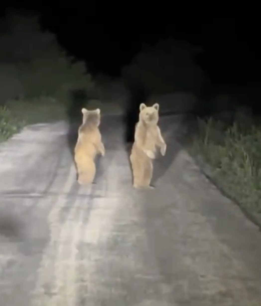 Kazdağları’nda otomobil gören yavru ayılar böyle kaçtılar