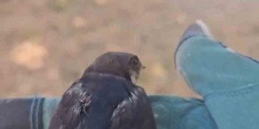 Çanakkale’de tedavisi tamamlanan yavru kırlangıçlar doğaya salındı