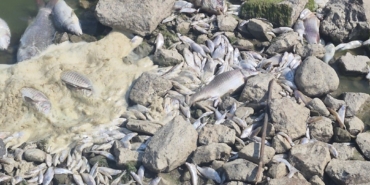 Manyas Gölü’nde toplu balık ölümleri: Kuş Cenneti tehlikede