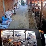 İnekler kaçıştı, kolonya şişeleri yerle bir oldu