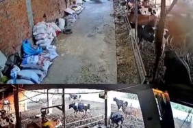 İnekler kaçıştı, kolonya şişeleri yerle bir oldu