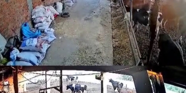 İnekler kaçıştı, kolonya şişeleri yerle bir oldu